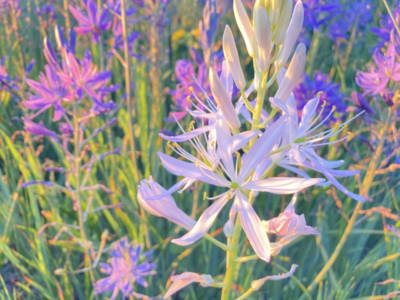 Large Camas photo 6