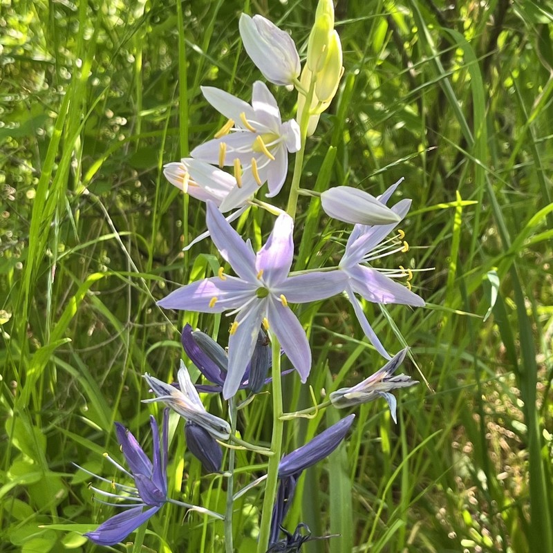 Large Camas photo 7