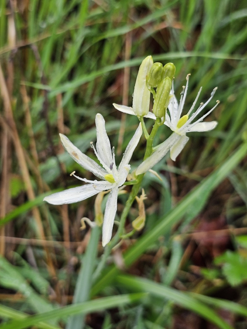 Camassia leichtlinii subsp. leichtlinii