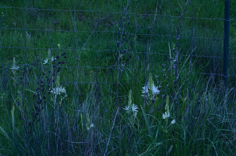 Camassia leichtlinii subsp. leichtlinii photo 2