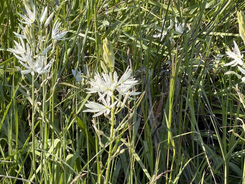 Camassia leichtlinii subsp. leichtlinii photo 3