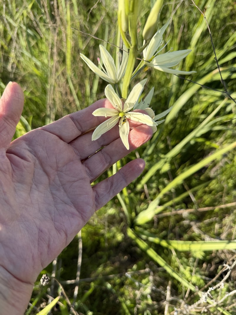 Camassia leichtlinii subsp. leichtlinii photo 4