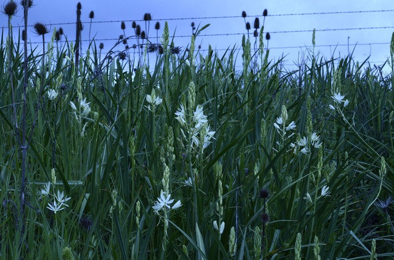 Camassia leichtlinii subsp. leichtlinii photo 5