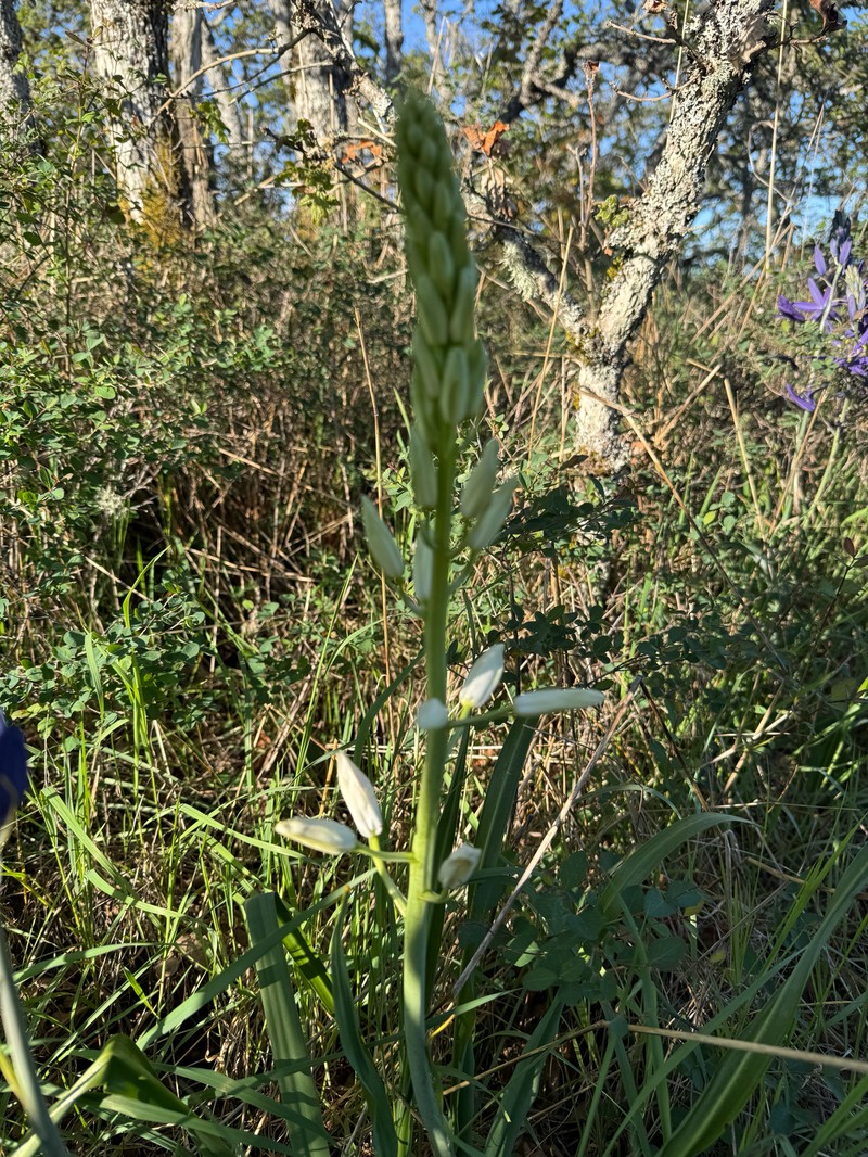 Camassia leichtlinii subsp. leichtlinii photo 6
