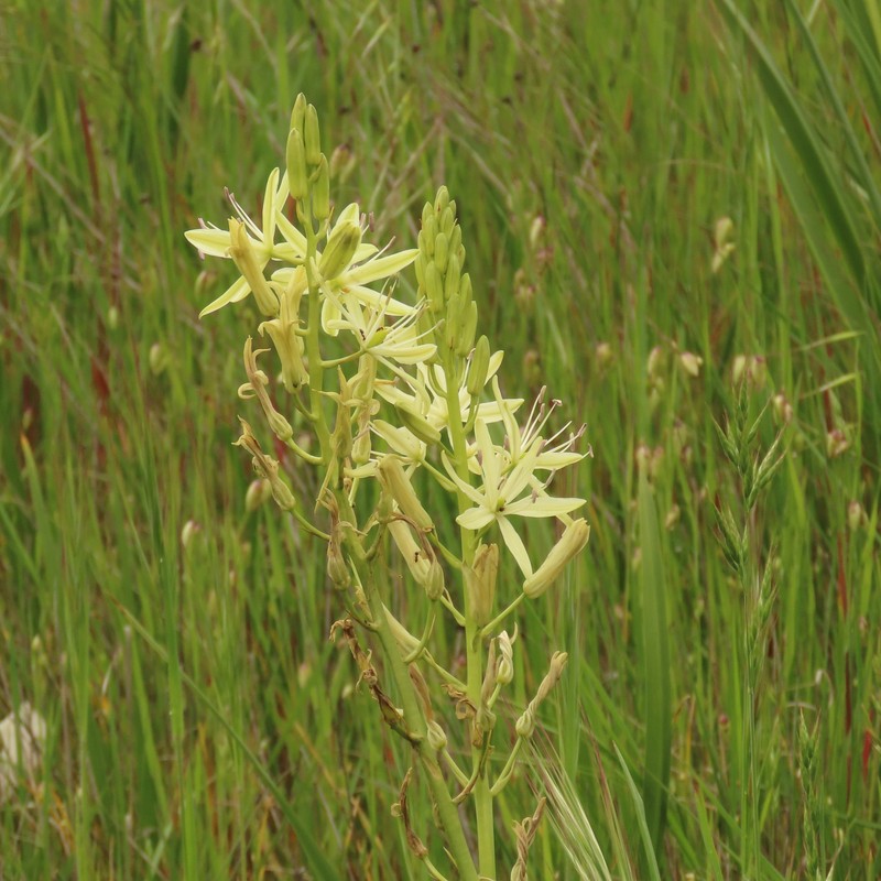 Camassia leichtlinii subsp. leichtlinii photo 7