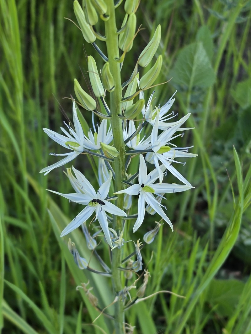 Camassia leichtlinii subsp. leichtlinii photo 8
