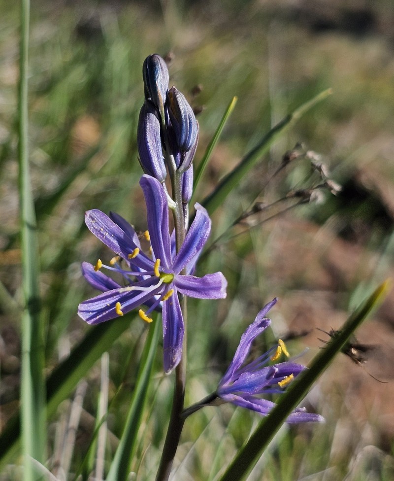 Camassia leichtlinii subsp. suksdorfii