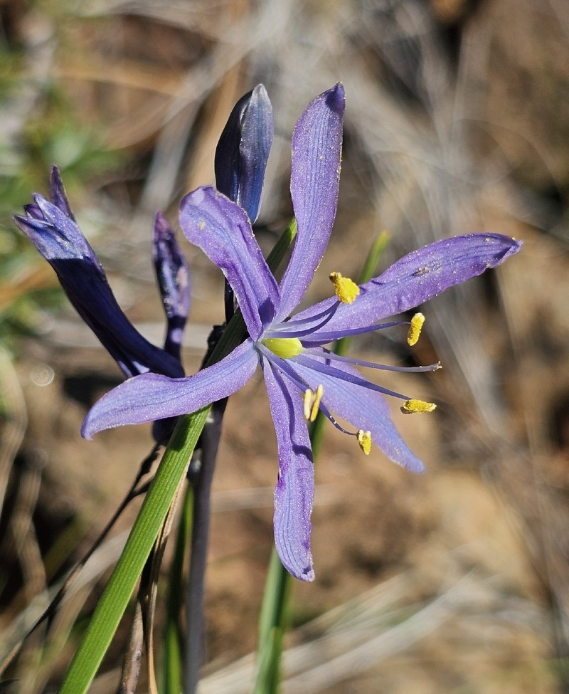 Camassia leichtlinii subsp. suksdorfii photo 2