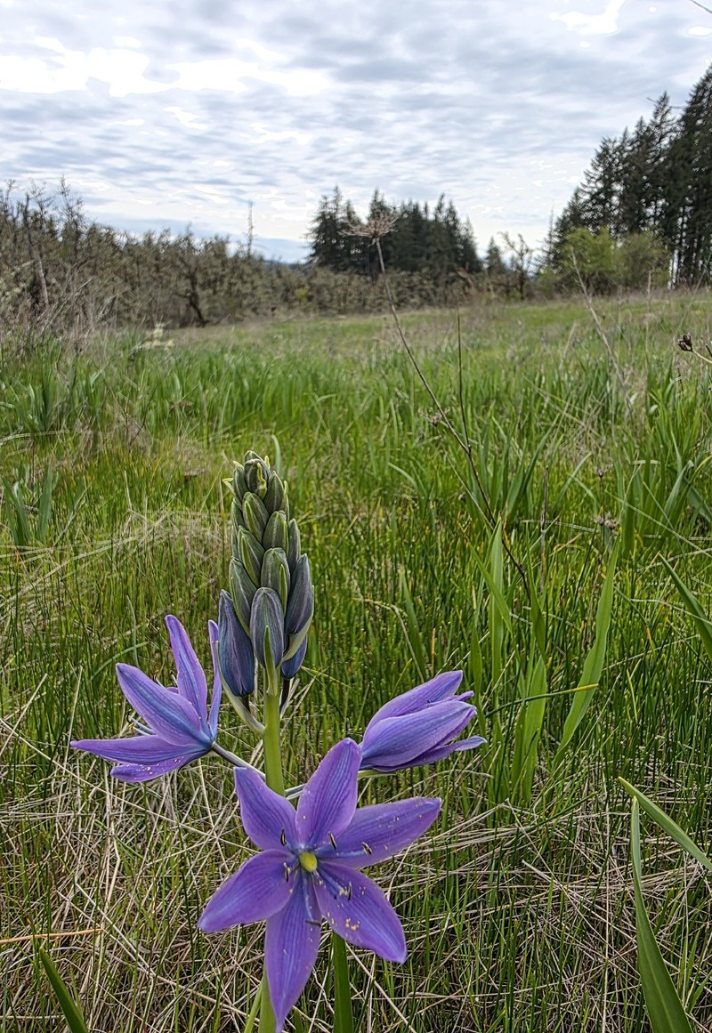 Camassia leichtlinii subsp. suksdorfii photo 3
