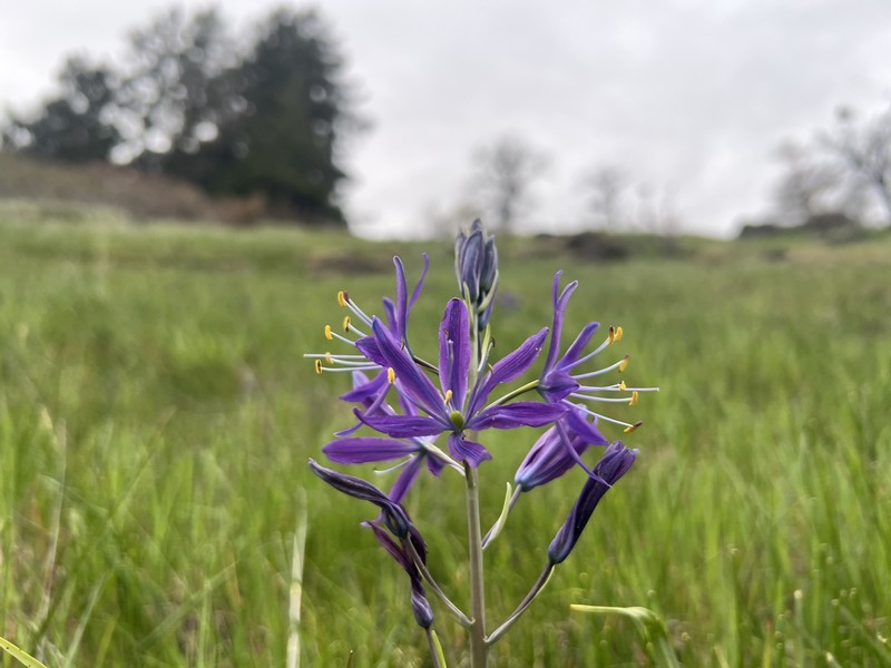 Camassia leichtlinii subsp. suksdorfii photo 4