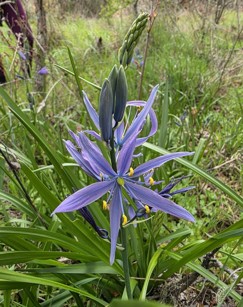 Camassia leichtlinii subsp. suksdorfii photo 5