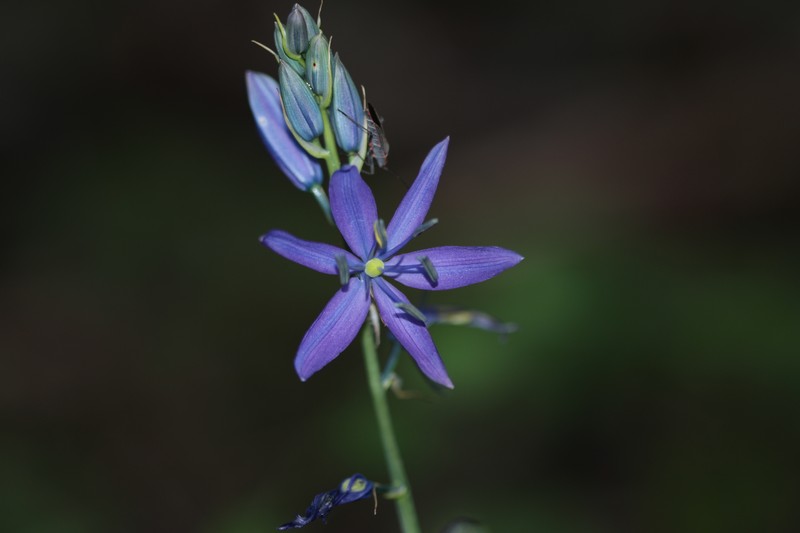 Camassia leichtlinii subsp. suksdorfii photo 6