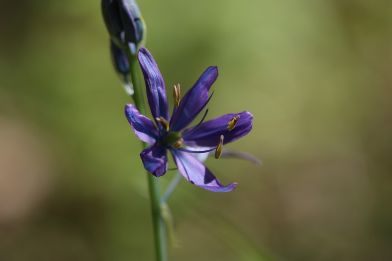 Camassia leichtlinii subsp. suksdorfii photo 7