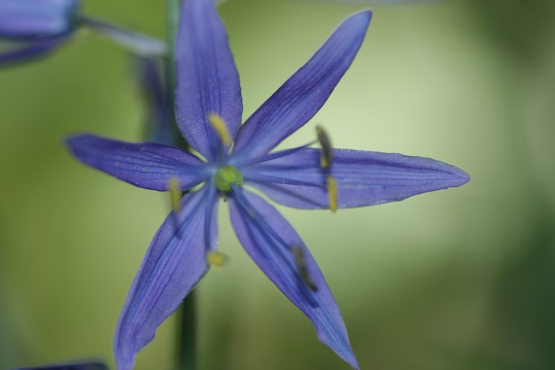 Camassia leichtlinii subsp. suksdorfii photo 8