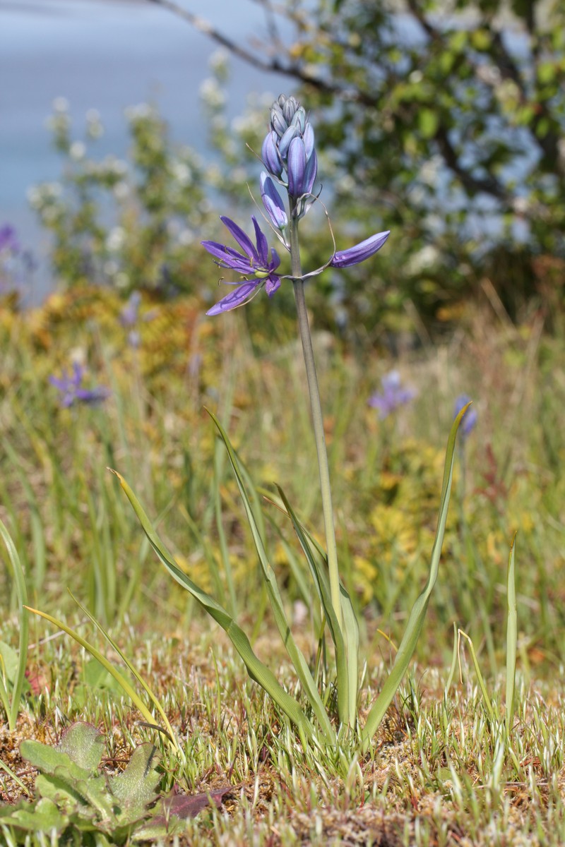 Small Camas photo 2