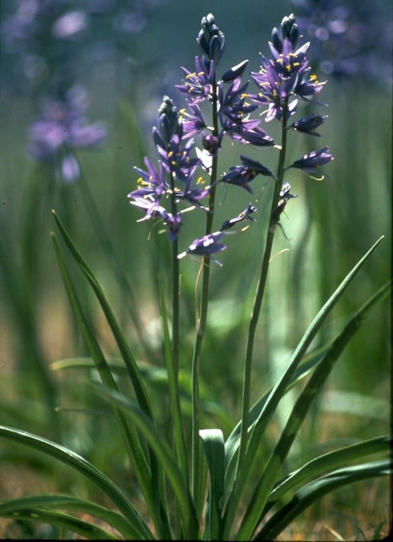 Small Camas