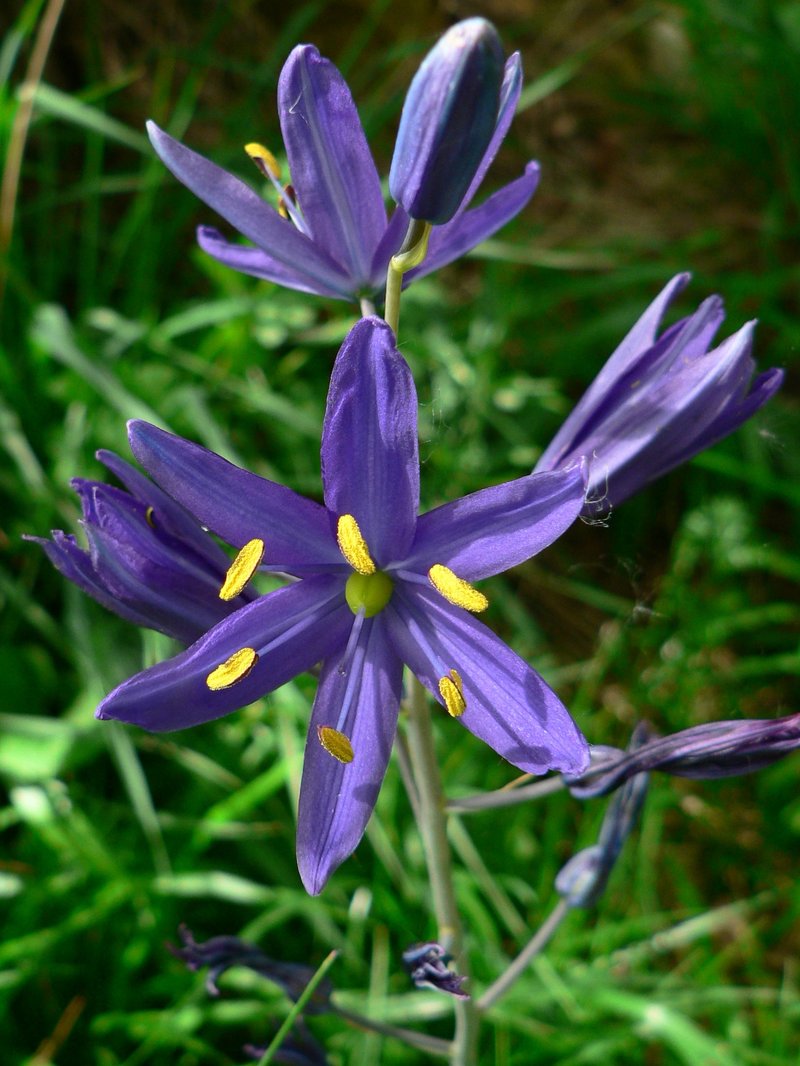 Small Camas photo 3