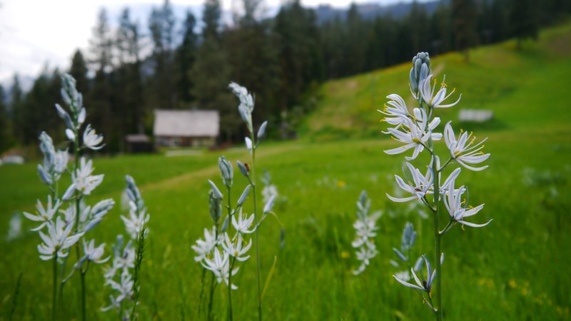 Small Camas photo 4