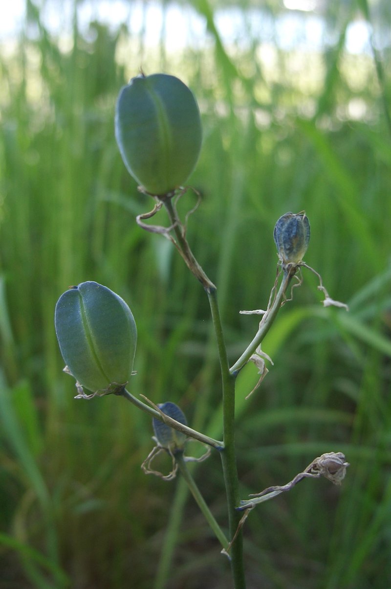 Small Camas photo 5