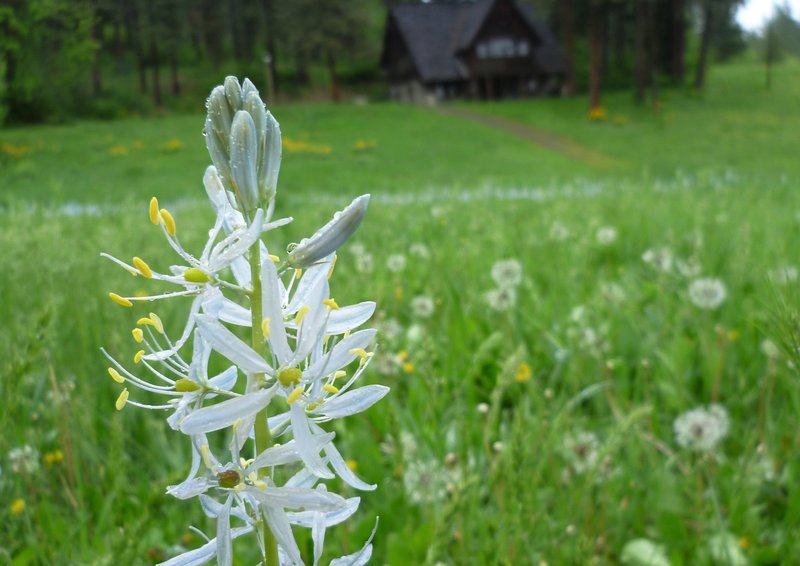 Small Camas photo 7