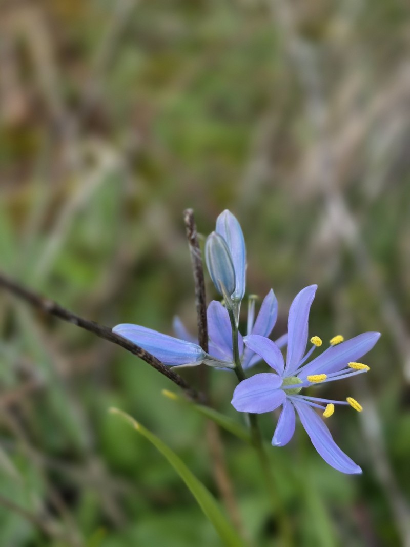 Camassia quamash subsp. azurea