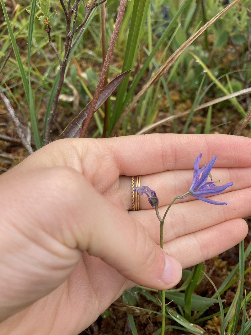 Camassia quamash subsp. azurea photo 2