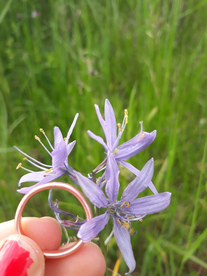 Camassia quamash subsp. azurea photo 3