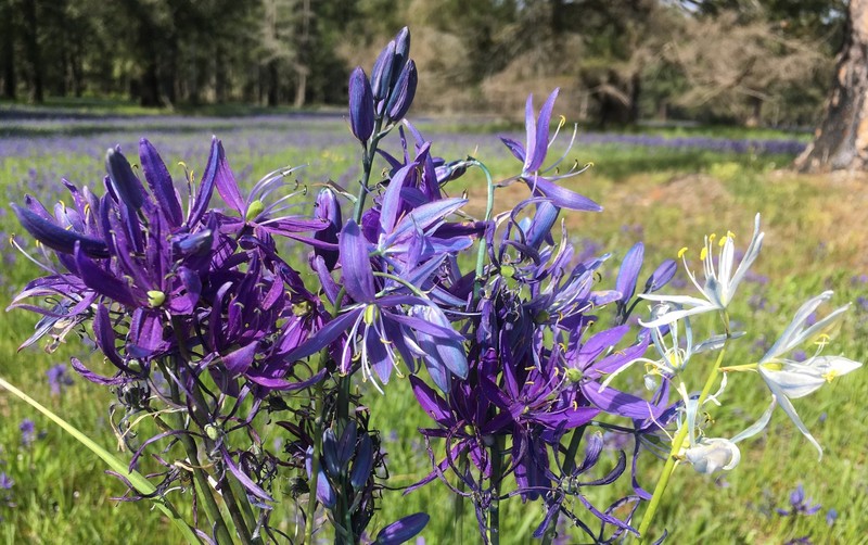 Camassia quamash subsp. azurea photo 4