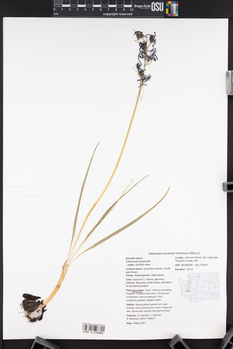 Camassia quamash subsp. azurea photo 5