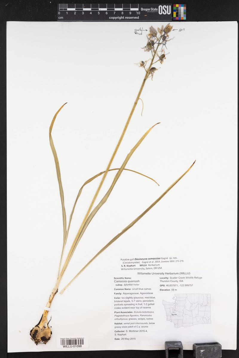 Camassia quamash subsp. azurea photo 6