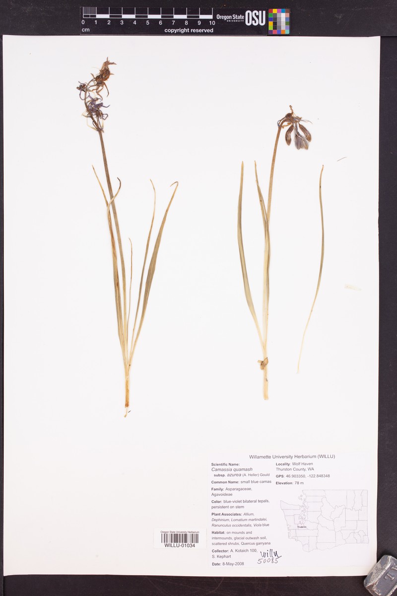 Camassia quamash subsp. azurea photo 7