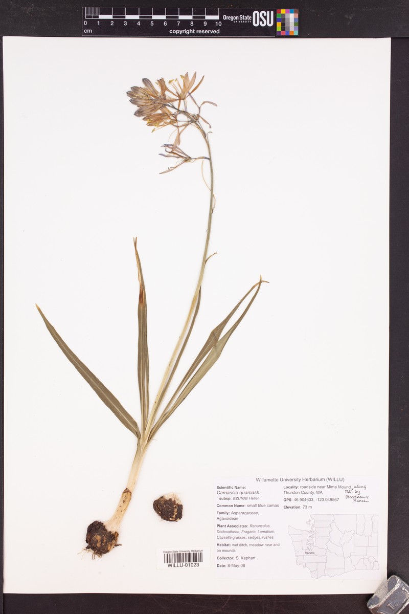 Camassia quamash subsp. azurea photo 8