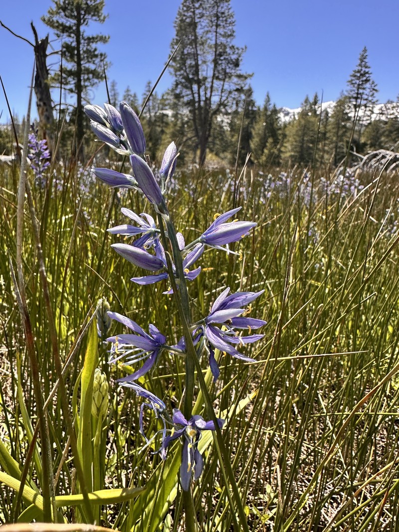 Camassia quamash subsp. breviflora