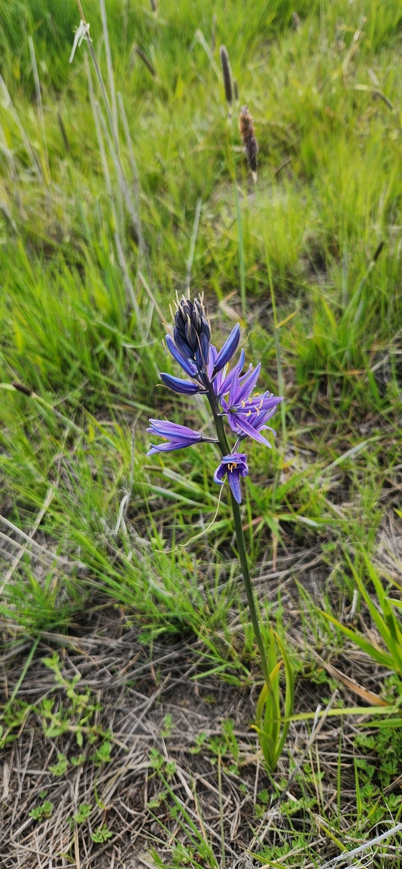 Camassia quamash subsp. breviflora photo 2