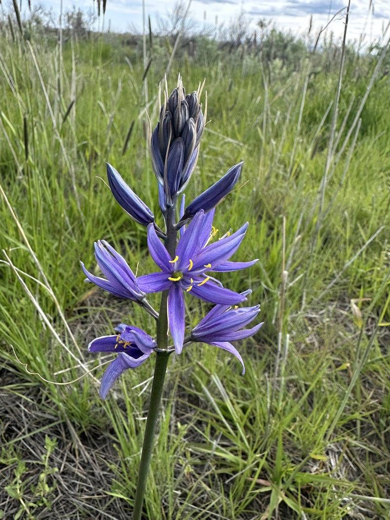 Camassia quamash subsp. breviflora photo 3