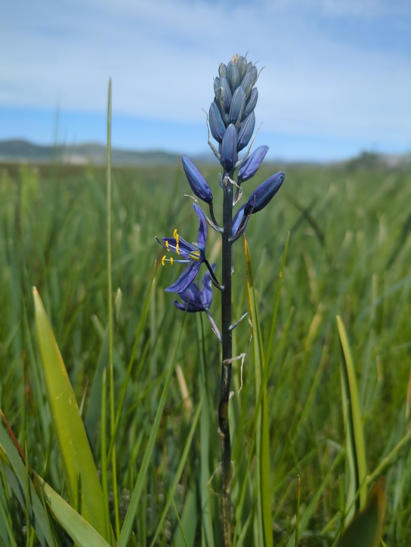 Camassia quamash subsp. breviflora photo 4