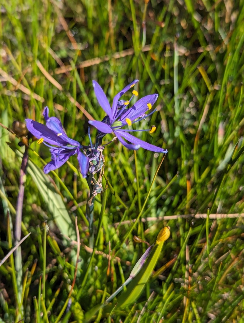 Camassia quamash subsp. breviflora photo 5