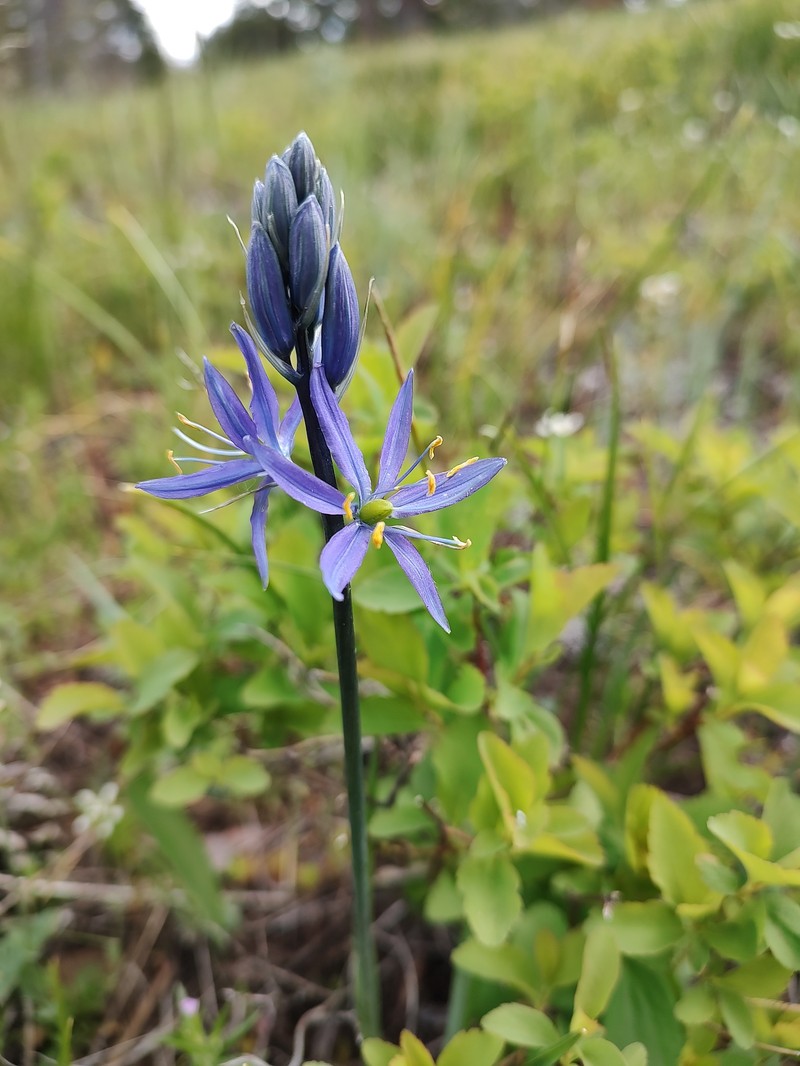 Camassia quamash subsp. breviflora photo 6