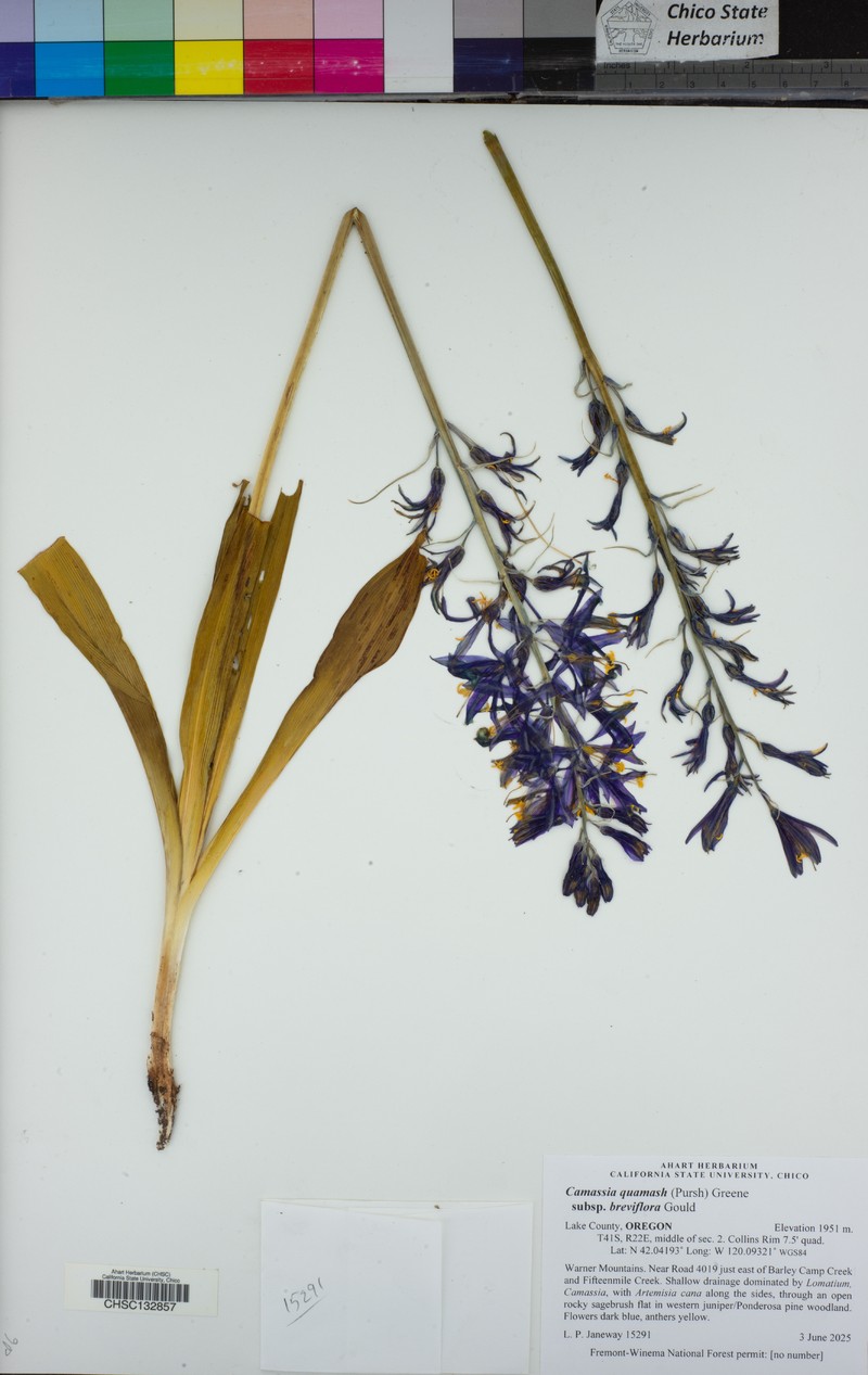 Camassia quamash subsp. breviflora photo 7