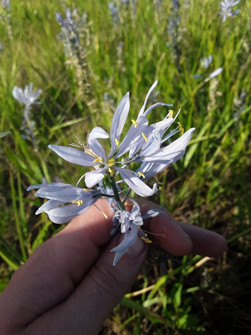 Camassia quamash subsp. intermedia