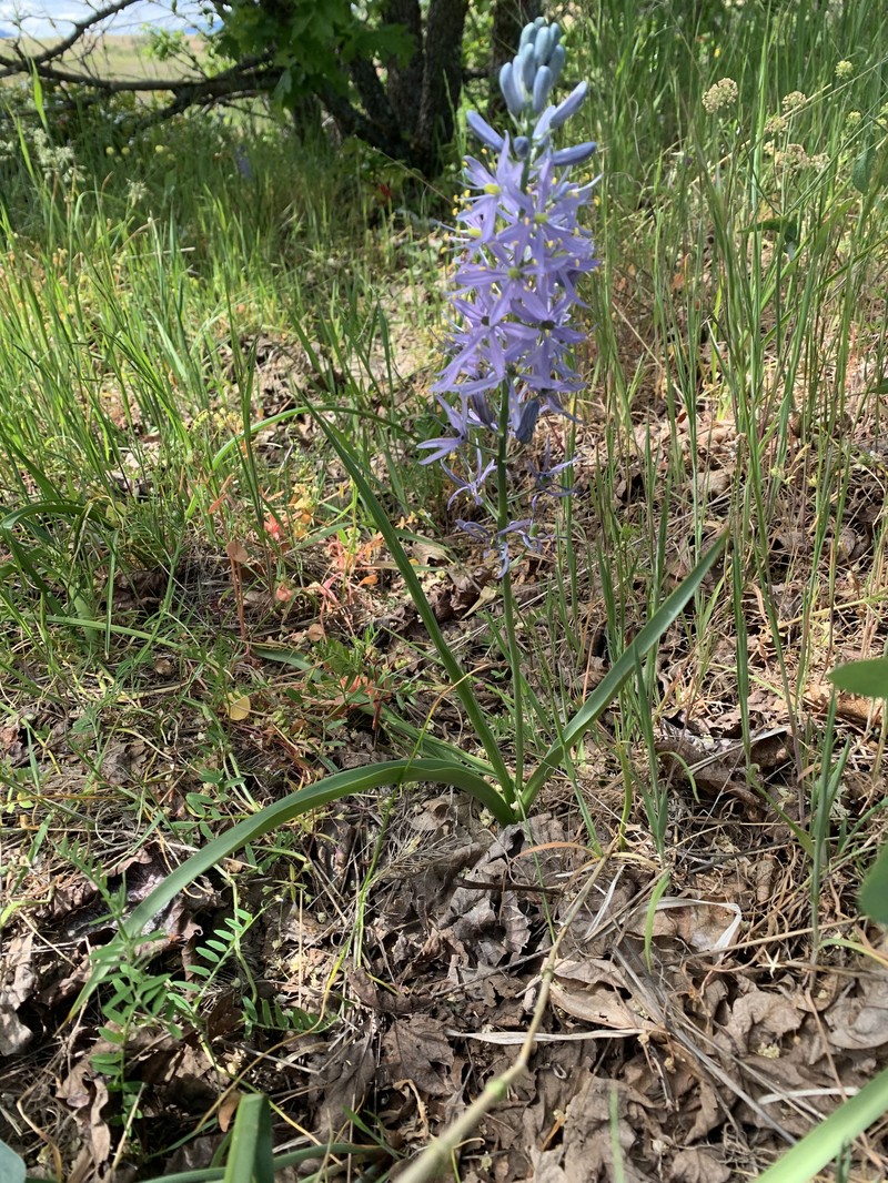 Camassia quamash subsp. intermedia photo 2