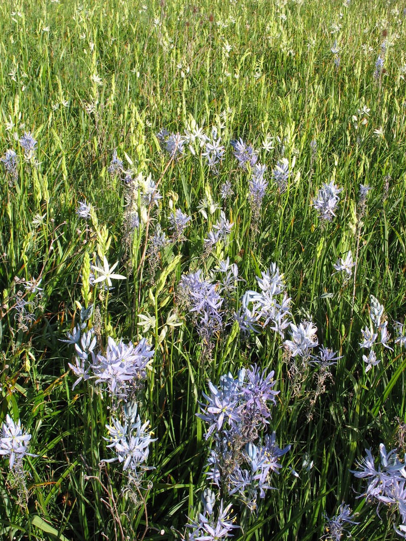 Camassia quamash subsp. intermedia photo 3