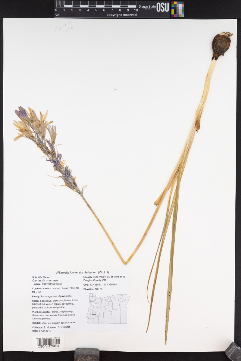 Camassia quamash subsp. intermedia photo 4