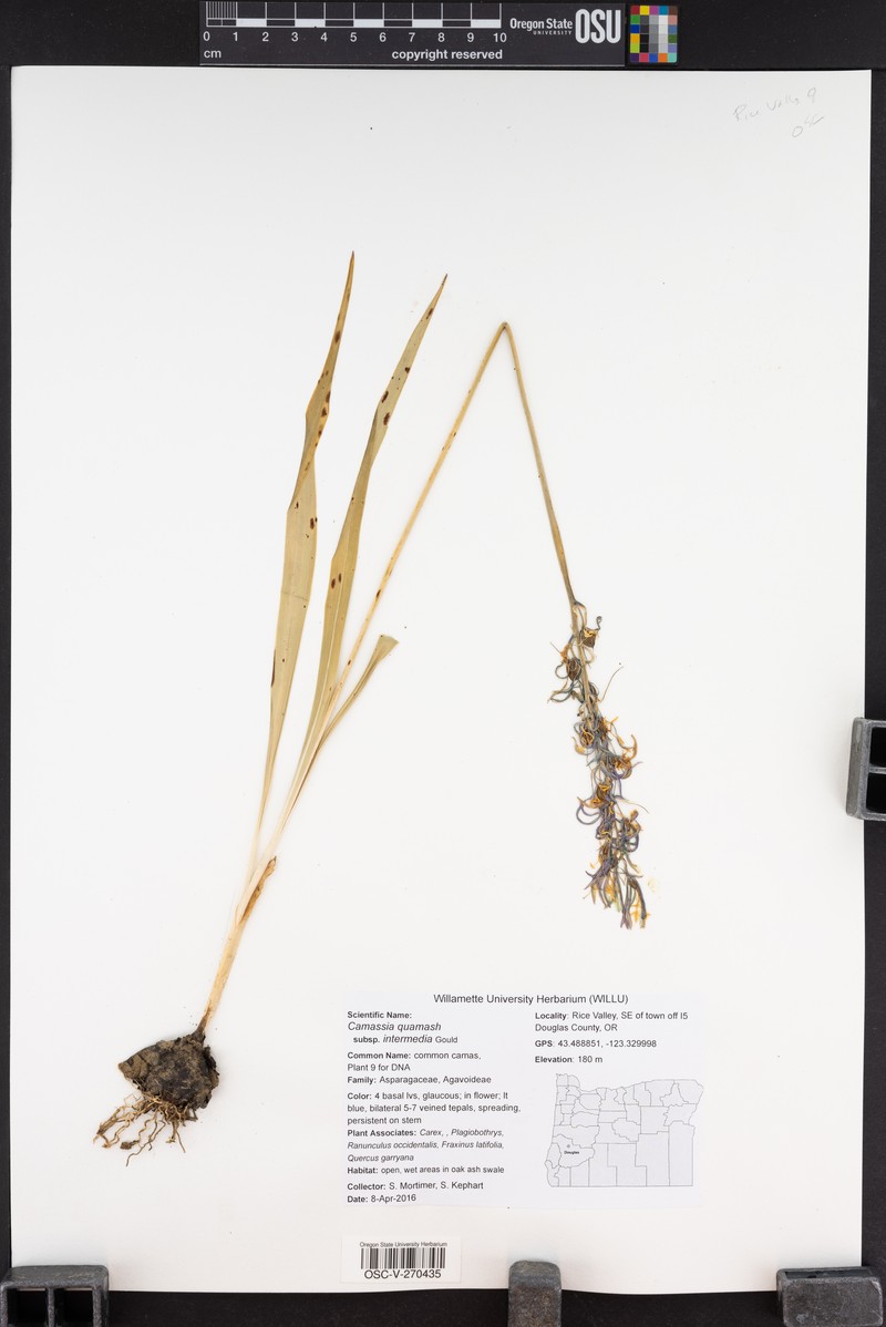 Camassia quamash subsp. intermedia photo 5