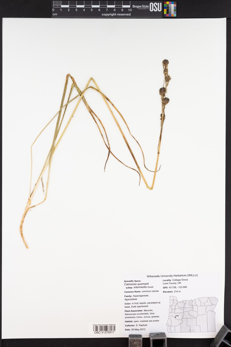 Camassia quamash subsp. intermedia photo 6