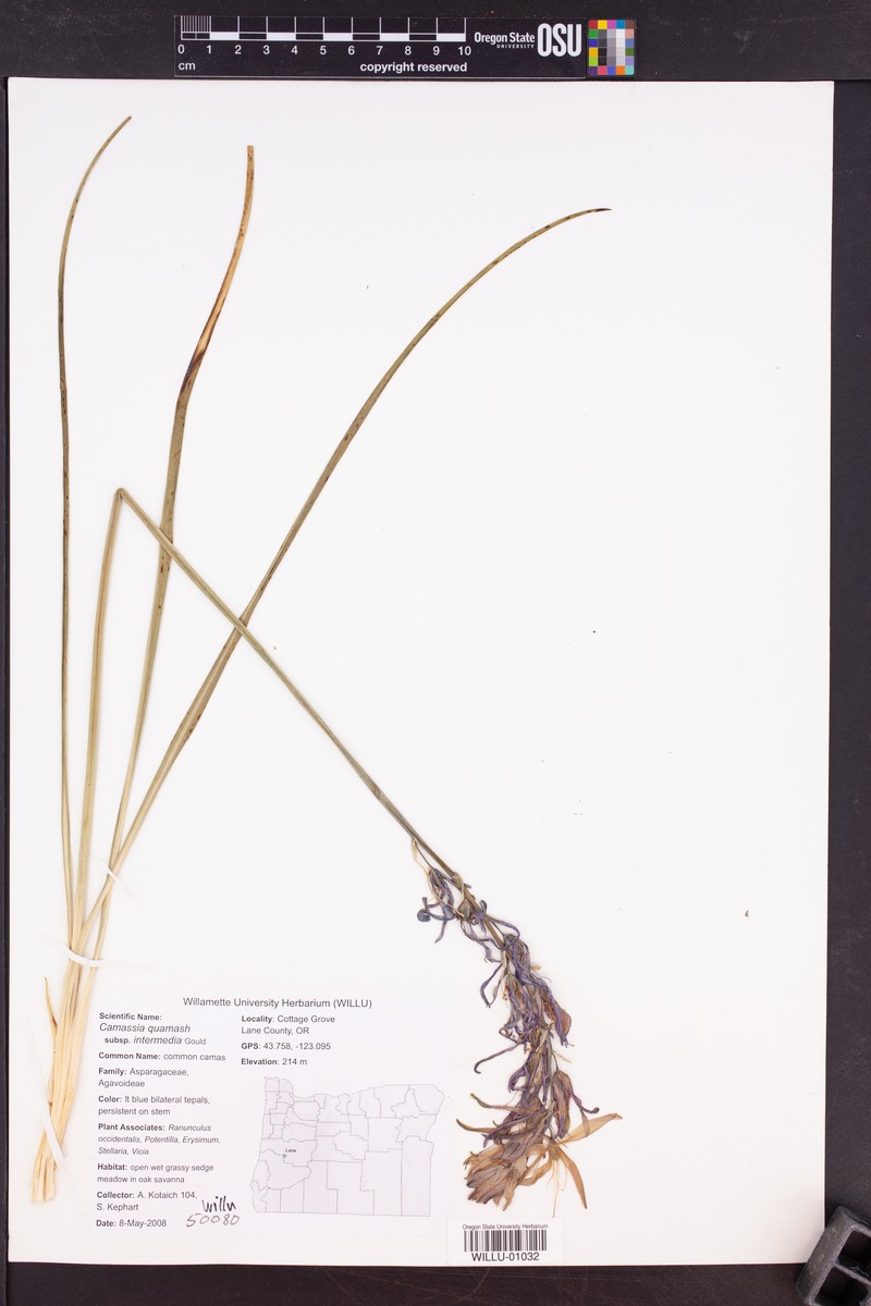 Camassia quamash subsp. intermedia photo 7