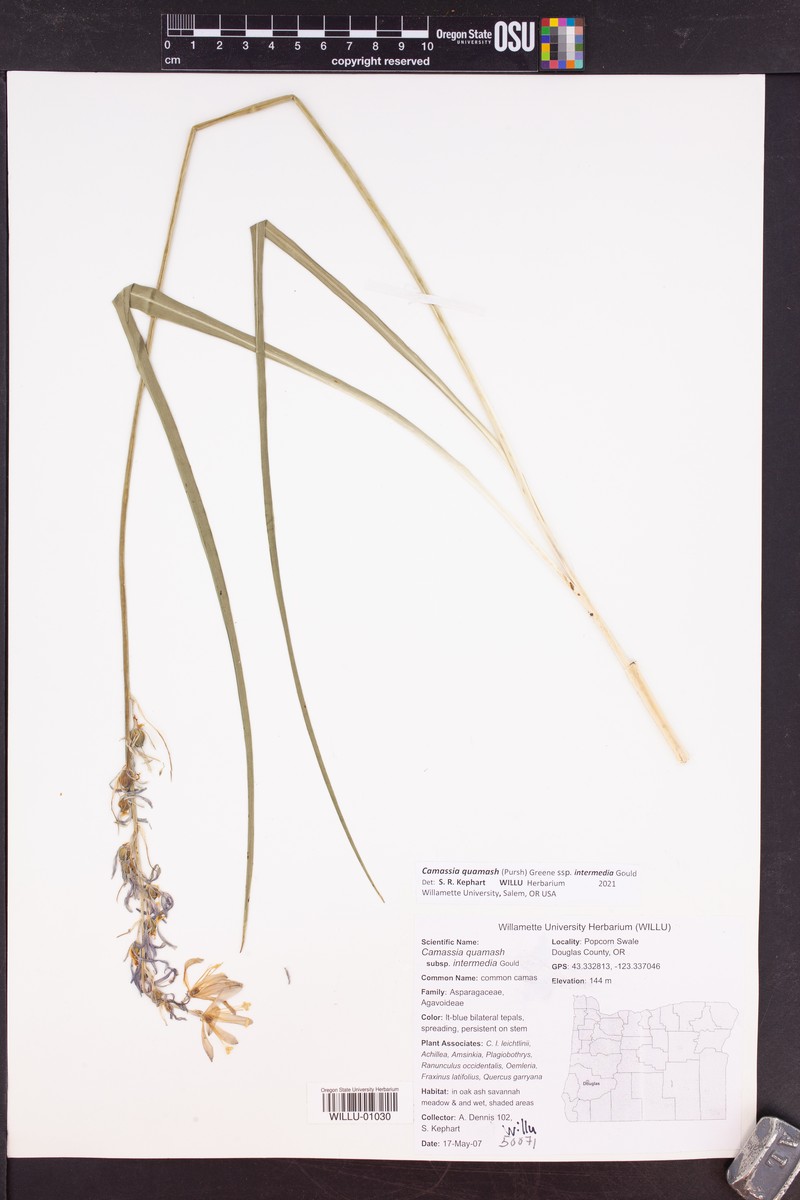 Camassia quamash subsp. intermedia photo 8