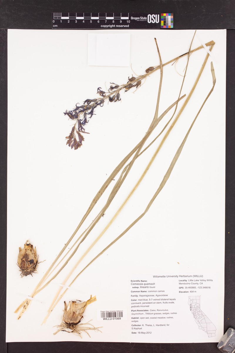 Camassia quamash subsp. linearis