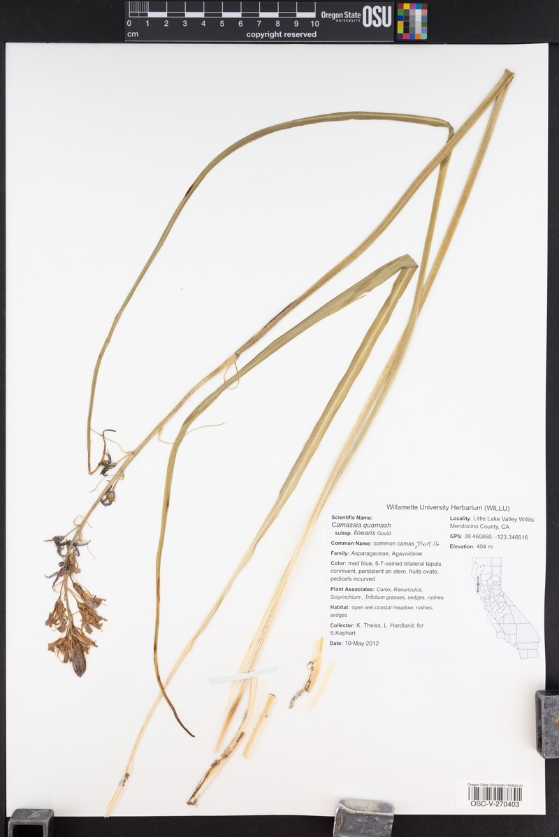 Camassia quamash subsp. linearis photo 2