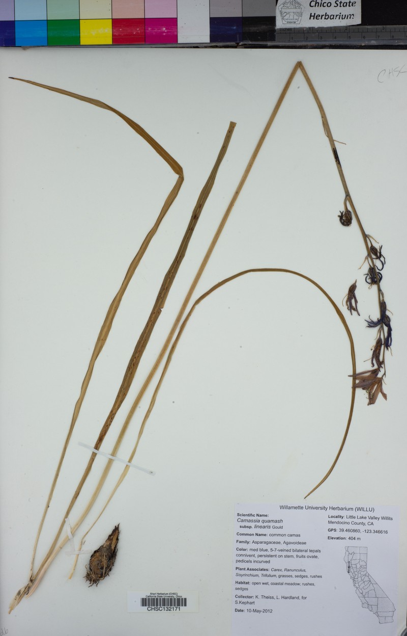 Camassia quamash subsp. linearis photo 3